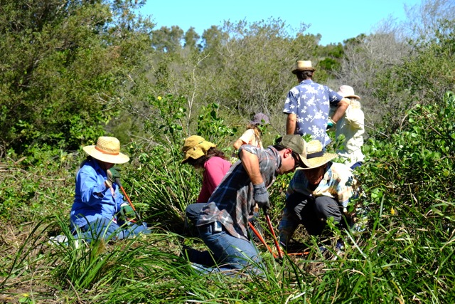 Volunteers weeding Bitou Bush using the crowning method developed by Ellen White