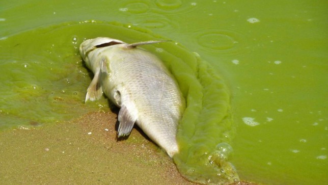 Fish kill on Lake Erie